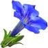 Gentian absolute